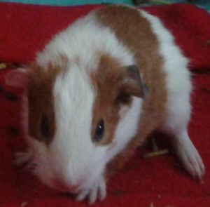 guinea pig nugget